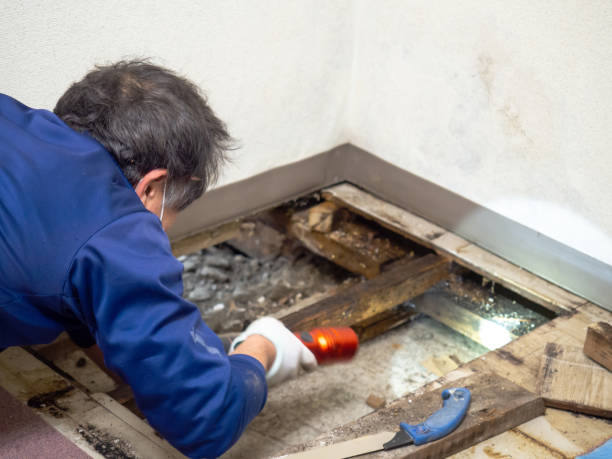 Best Black Mold Removal  in Barnwell, SC