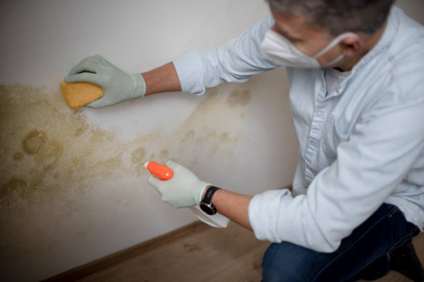 Best Local Mold Removal Service  in Barnwell, SC