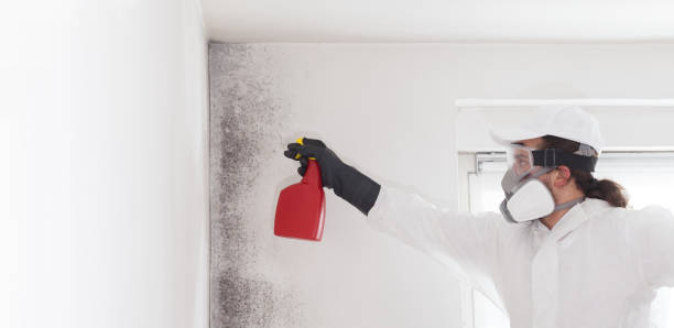 Best Black Mold Removal  in Barnwell, SC